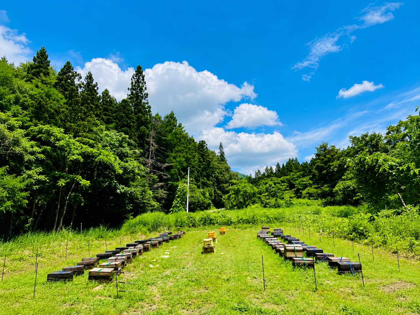 ORAMELに使用している山形県産さくらんぼ蜜の背景イメージ
